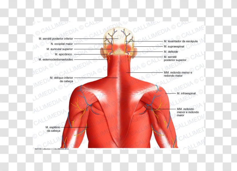 Head And Neck Anatomy Posterior Triangle Of The Auricular Artery Muscle - Watercolor - Top View Transparent PNG