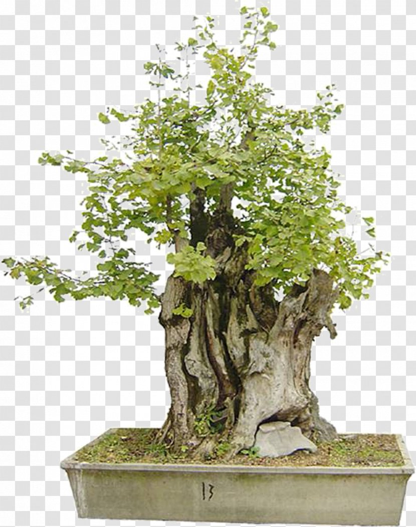 Bonsai Tree Flowerpot Penjing - Podocarpus Raintree Transparent PNG