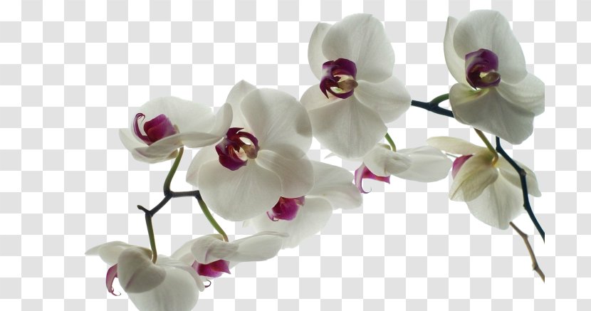 Rare Orchids Desktop Wallpaper Yellow - Moth Orchid - Magenta Transparent PNG