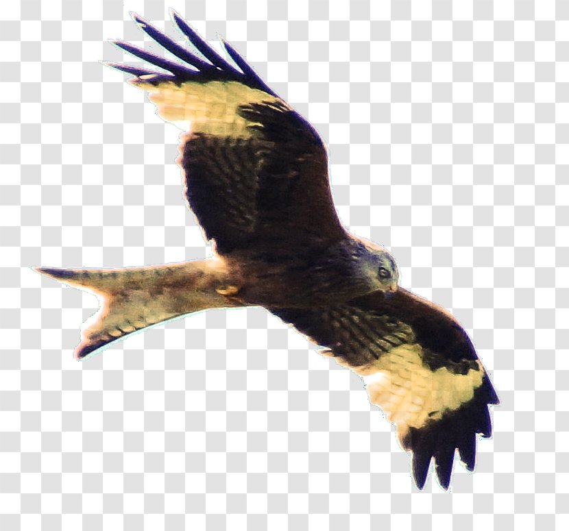 Eagle Buzzard Hawk Beak Falcon - Milan Transparent PNG