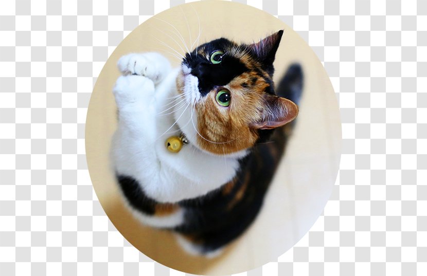 Cat Shaming Kitten Tiger Dog - Carnivoran Transparent PNG