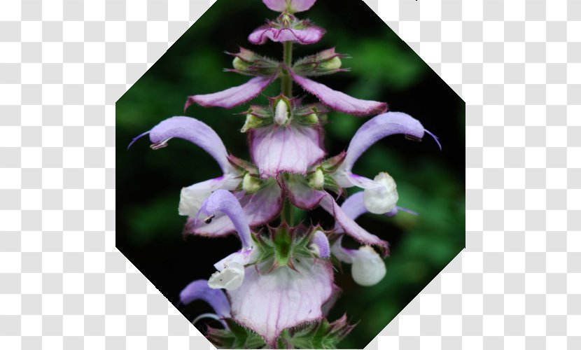 Clary Common Sage Essential Oil Aromatherapy - Patchouli Transparent PNG