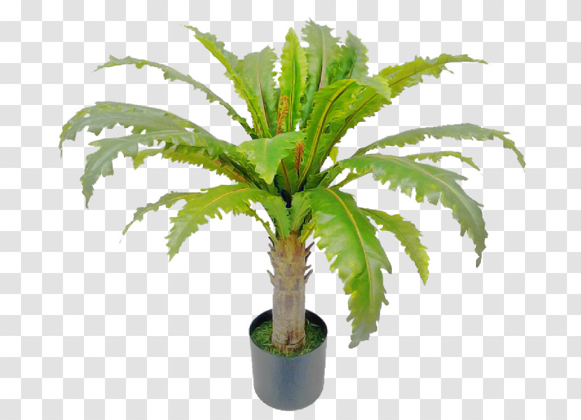 Palm Tree Transparent PNG