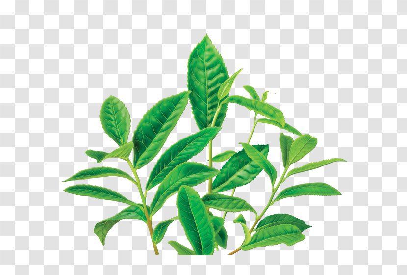 Green Tea Organic Food Masala Chai Decaffeination - Organism Transparent PNG