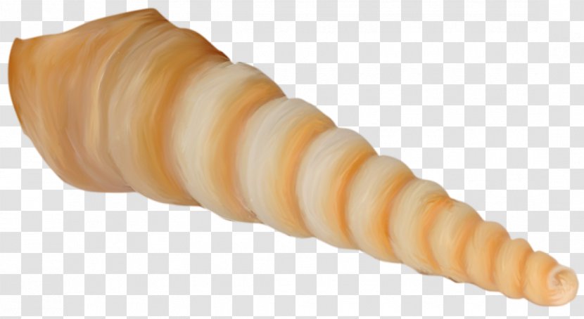 Seafood Seashell Clip Art - Orange - Conch Transparent PNG