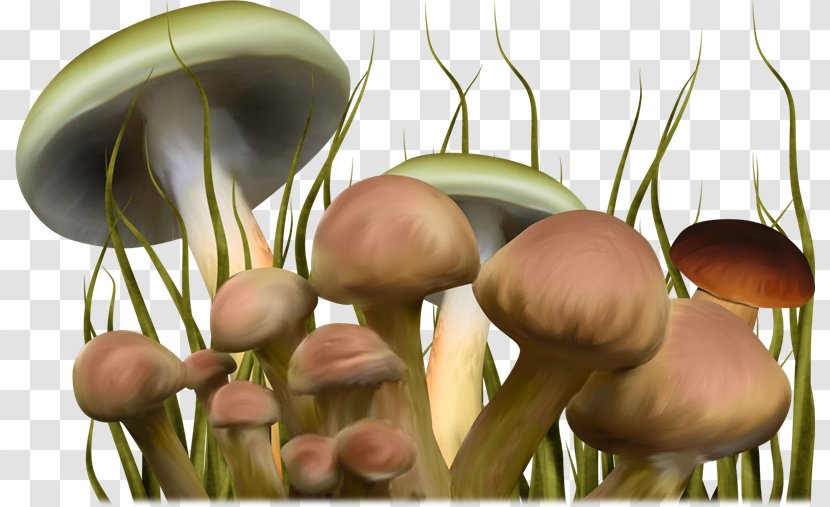 Psilocybin Mushroom Clip Art - Data Compression - Hand Drawn Cartoon Fairy-tale World Of Mushrooms Transparent PNG