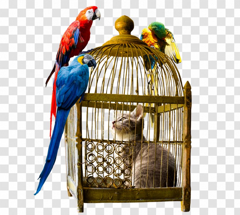Parrot Birdcage Macaw - Greeting Note Cards Transparent PNG