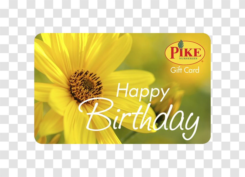 Nursery Pike Nurseries Acquisition, LLC Garden Centre Sunflower M - Acquisition Llc - Card Happy Transparent PNG