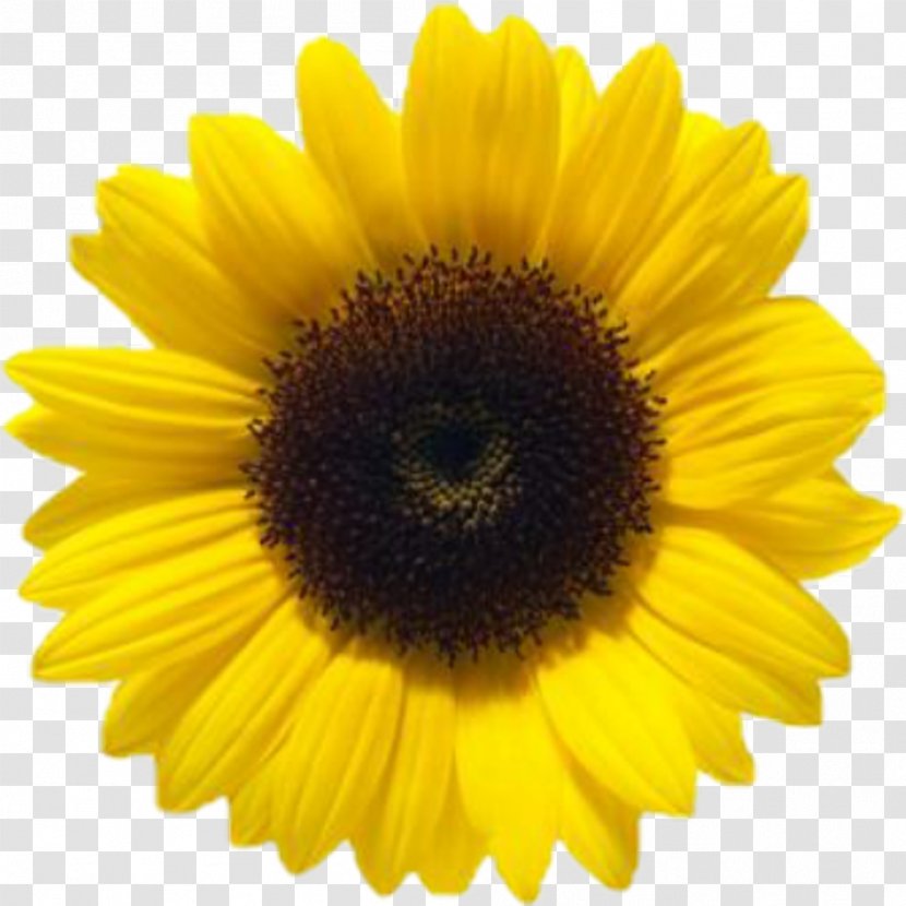 Common Sunflower Clip Art - Oil Transparent PNG