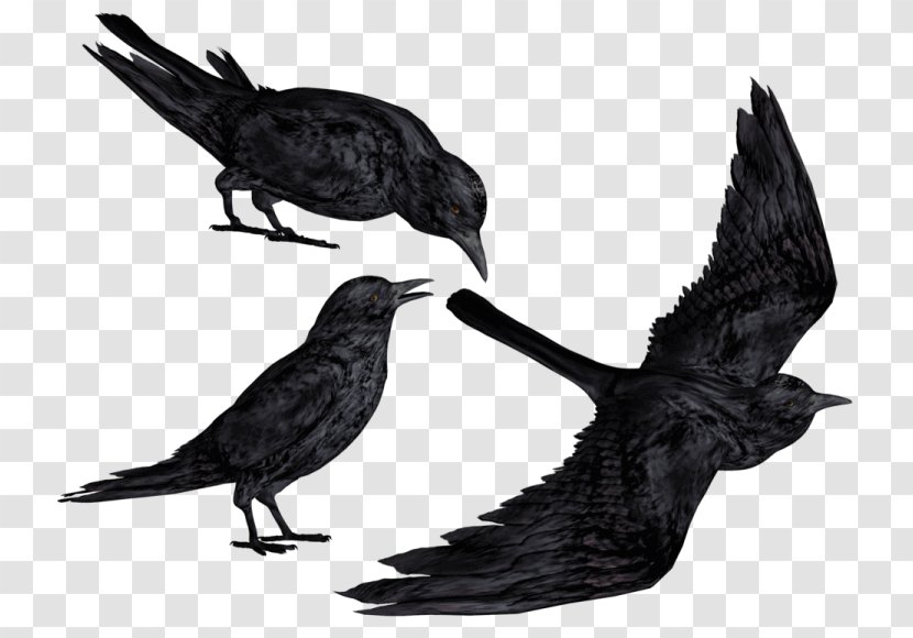 Common Raven Clip Art Bald Eagle Crow - Drawing Transparent PNG