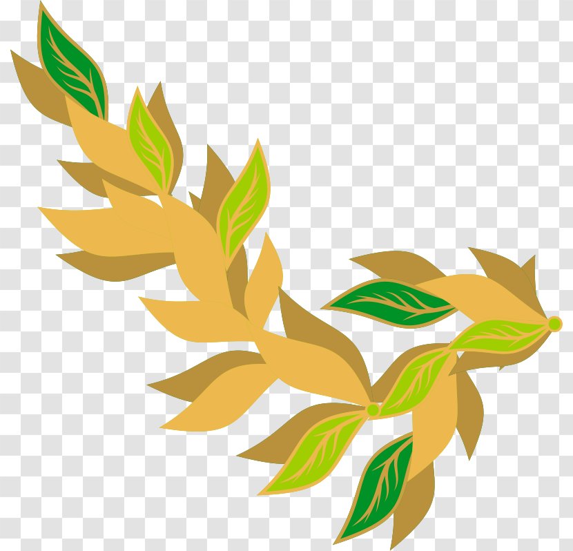 Bay Leaf Laurel Pimenta Racemosa Clip Art - Branch - LEAF BAY Transparent PNG