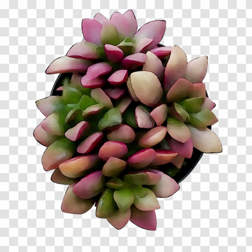 Cut Flowers Flower Bouquet - Pachyphytum - Succulent Plant Transparent PNG