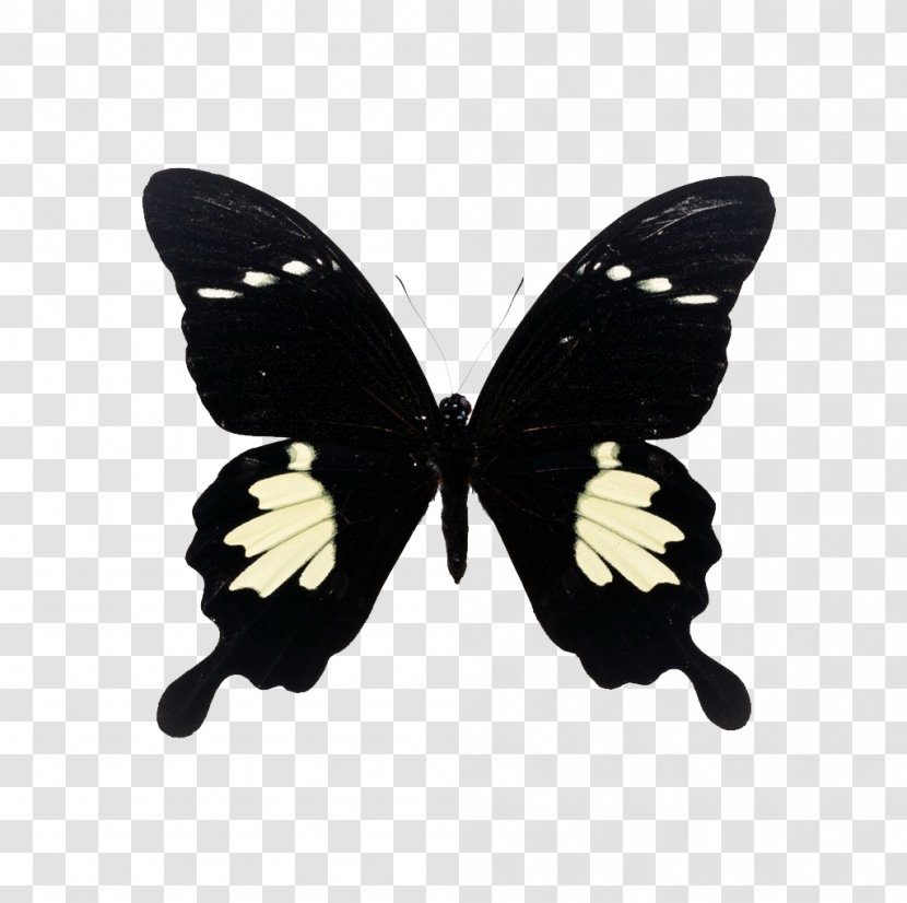 Butterfly Papilio Maackii Nephelus Xuthus Paris - Moths And Butterflies Transparent PNG