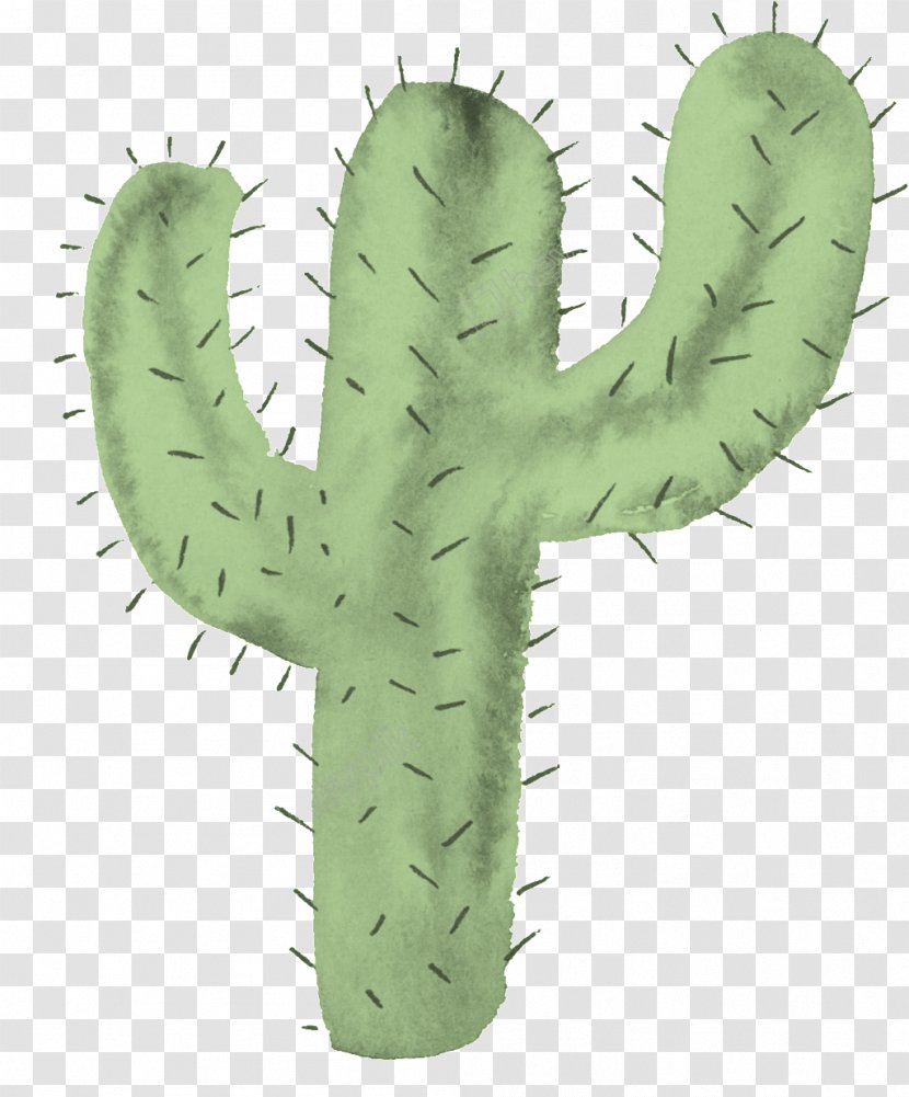Cactus Image Transparency Clip Art - Terrestrial Plant Transparent PNG
