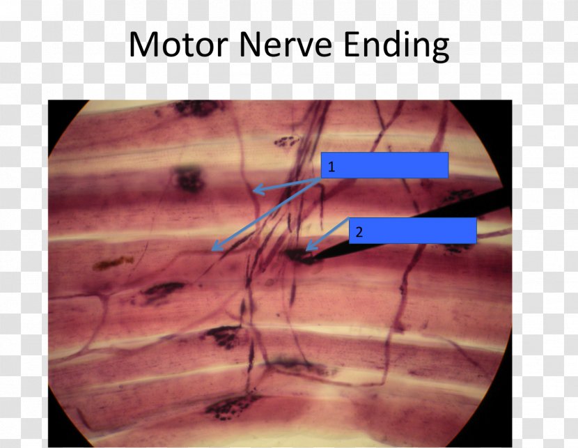 Motor Nerve Free Ending Nervous System Tissue Axon Terminal - Frame - Dendrite Transparent PNG