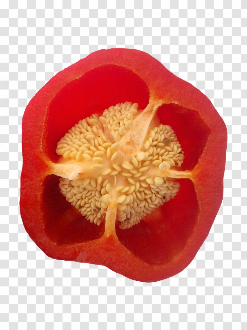 Flower Petal Pollen The Poppy Family Peach - Seeds Transparent PNG