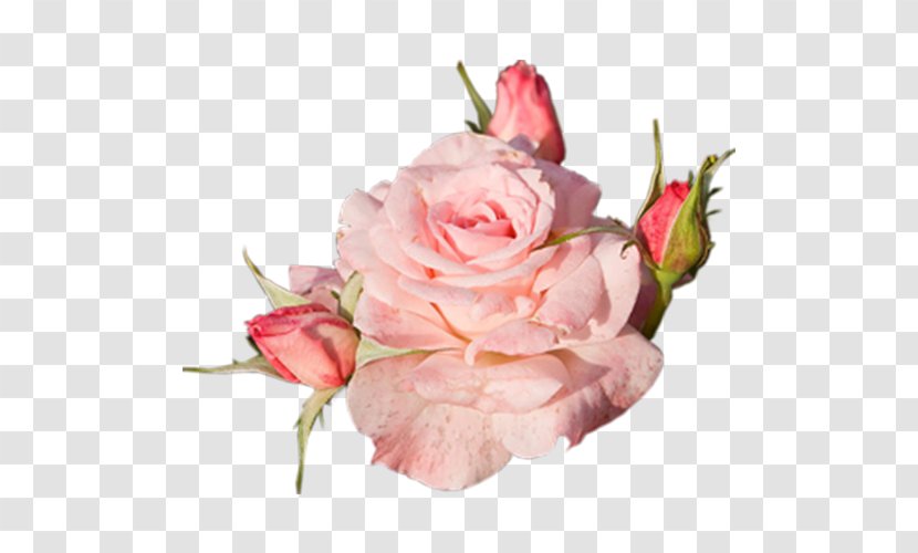 Pink Flowers Rose - Petal - Flower Transparent PNG