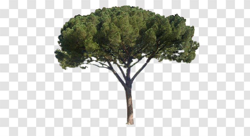Stone Pine Tree France Nordmann Fir - Blue Spruce Transparent PNG