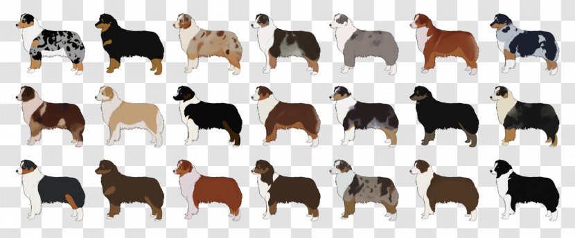 Australian Shepherd Miniature American German Border Collie Rough - Horse Like Mammal Transparent PNG