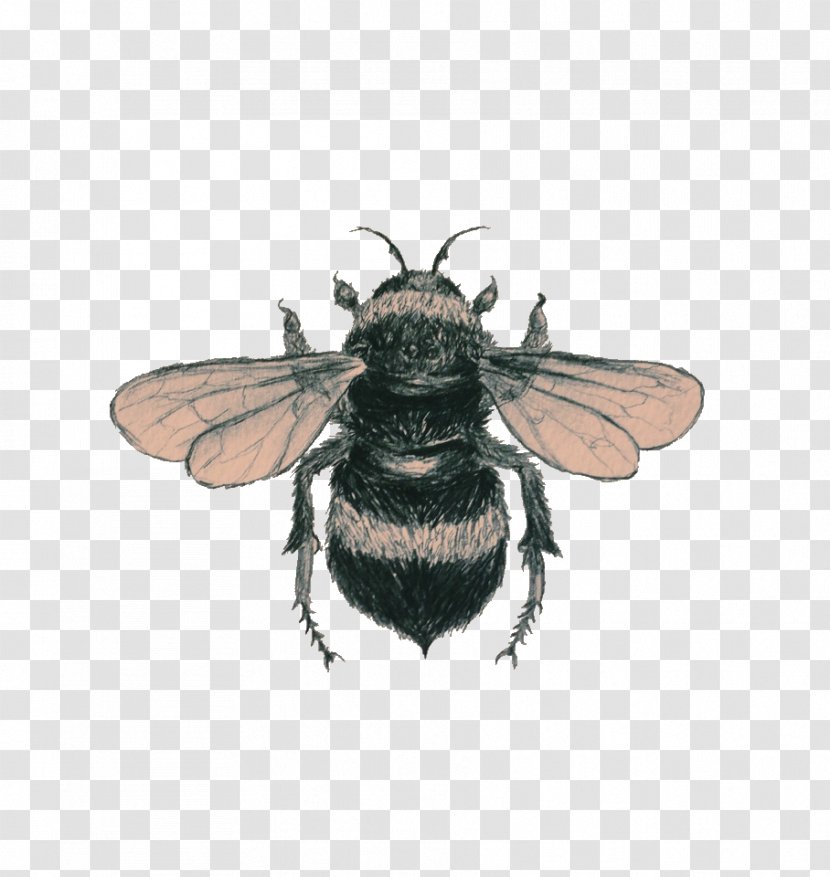 Bee Drawing Art - Silhouette Transparent PNG