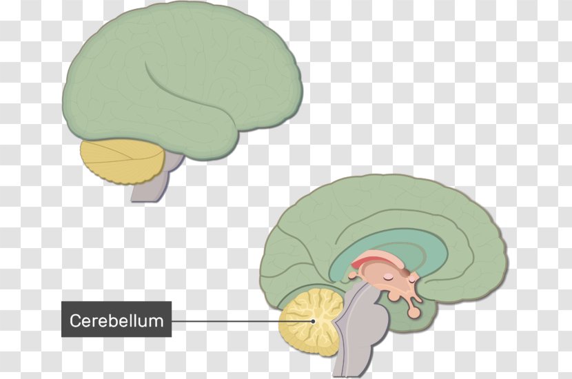 Human Brain Anatomy Brainstem Nervous System - Watercolor - Function Transparent PNG