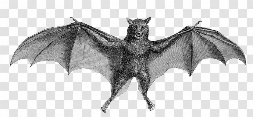 Common Vampire Bat Illustration - Cartoon - Sound Wave Detection Transparent PNG
