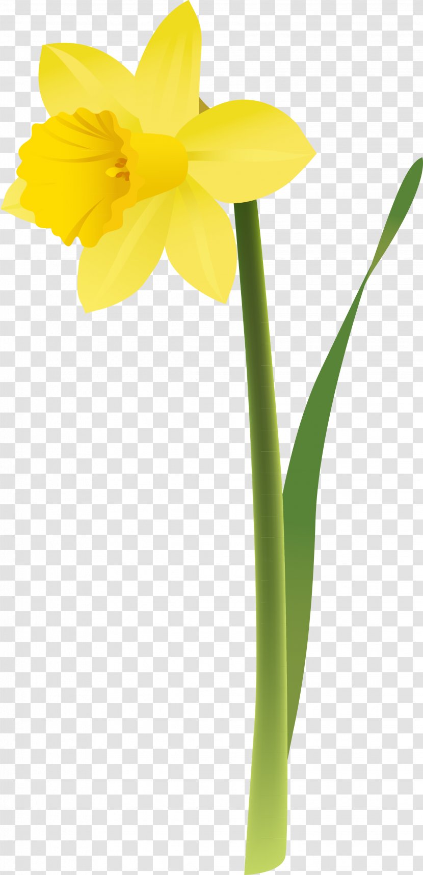 Daffodil Flower Clip Art - Flowerpot - Narcissus Transparent PNG