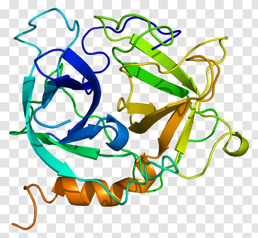 Azurocidin 1 Neutrophil Protein Elastase Heparin - E Coli - Macrophage Transparent PNG
