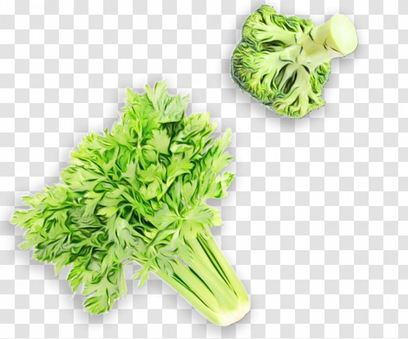 Vegetables Cartoon - Vegetable - Iceburg Lettuce Ingredient Transparent PNG
