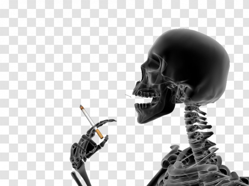 Calavera Skeleton Bone - Cartoon - Skull Transparent PNG