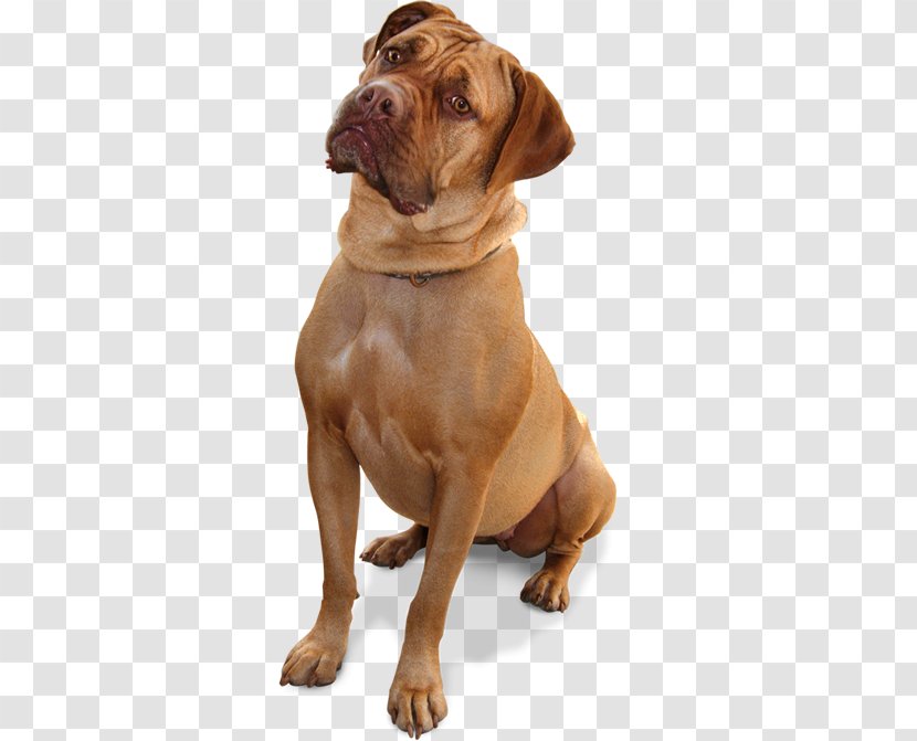 Dog–cat Relationship Veterinarian Pet Puppy - Dogue De Bordeaux - Oil Transparent PNG