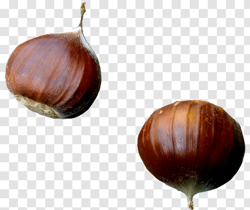 Chestnut PhotoScape GIMP Blog - Ingredient - Snail Transparent PNG