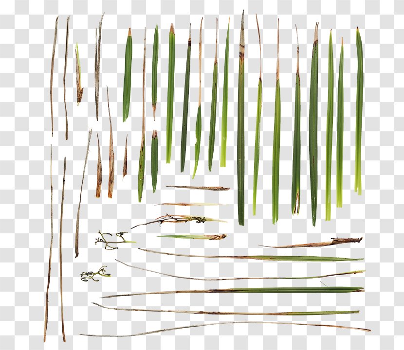 Product Design Line Grasses - Grass - Wild Red Transparent PNG