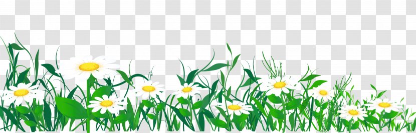 Common Daisy Clip Art - Grassland - Picture Of Daisies Transparent PNG