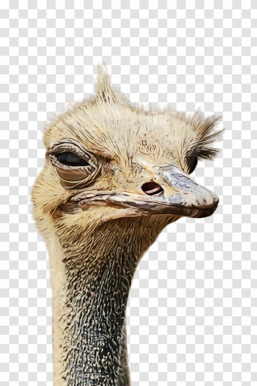Ostrich Flightless Bird Ratite Emu - Beak - Casuariiformes Closeup Transparent PNG