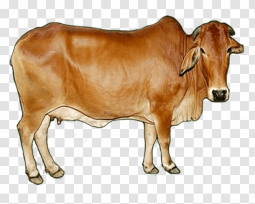 Dairy Cattle Sahiwal Gyr Red Sindhi Tharparkar - A2 Cow Transparent PNG