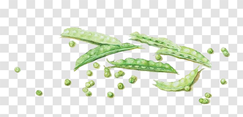 Watercolor Painting Art Drawing Mu1ef9 Thuu1eadt - Plant - Painted Pea Picture Material Transparent PNG