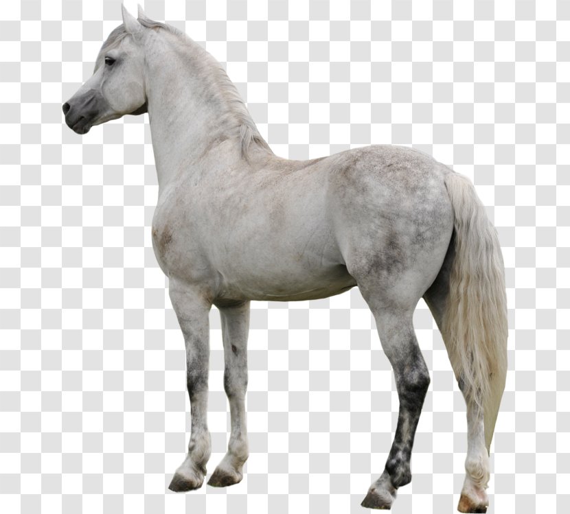 Horse Cartoon - White - Foal Pony Transparent PNG