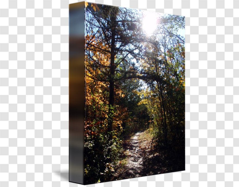 Temperate Broadleaf And Mixed Forest Woodland Tree Sunlight - Climate - Path Transparent PNG
