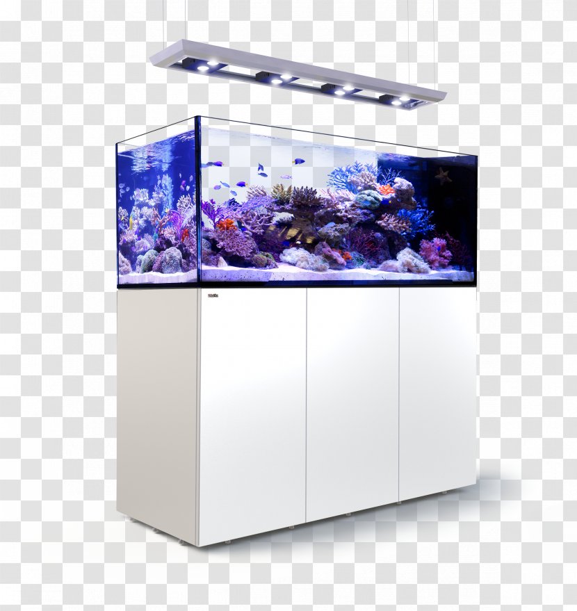 Red Sea Reef Aquarium Coral Aquariums Transparent PNG