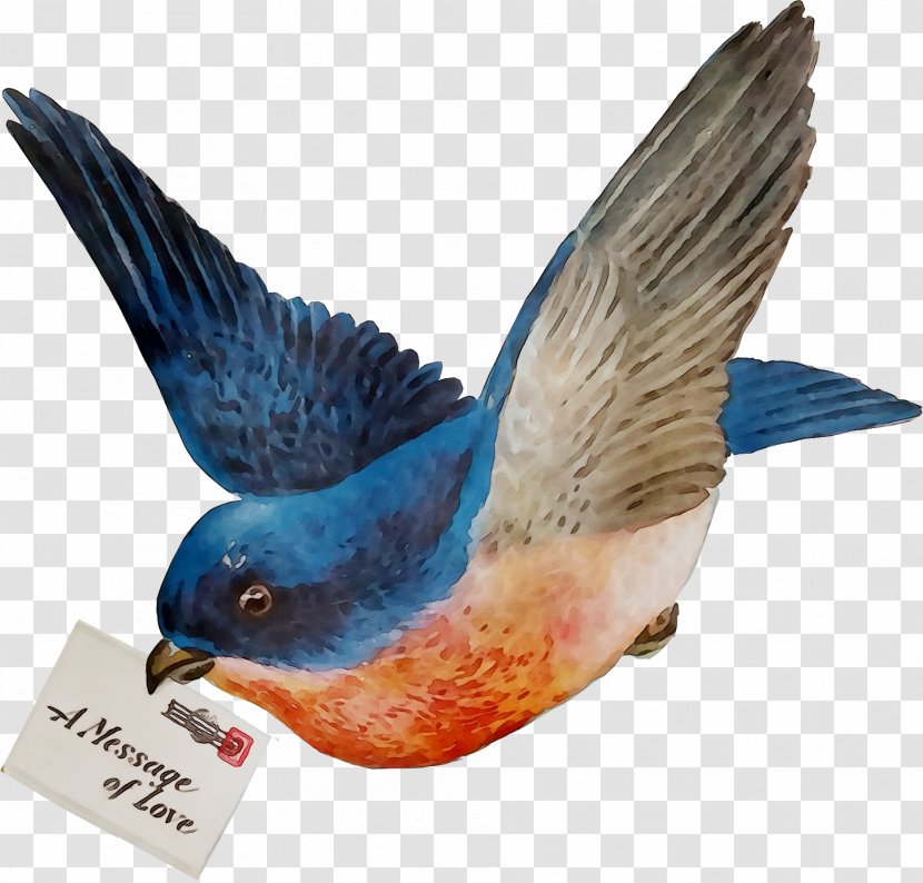 Bird Clip Art Passerine Beak - Perching Transparent PNG