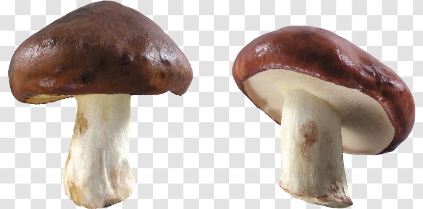 Common Mushroom Clip Art - Ingredient Transparent PNG
