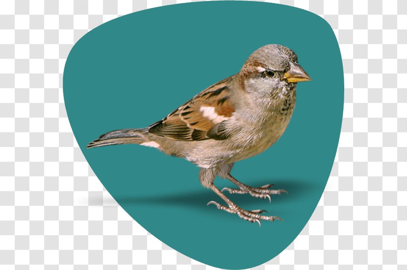 House Sparrow RGB Color Model - Fauna - Chinese Bird Transparent PNG