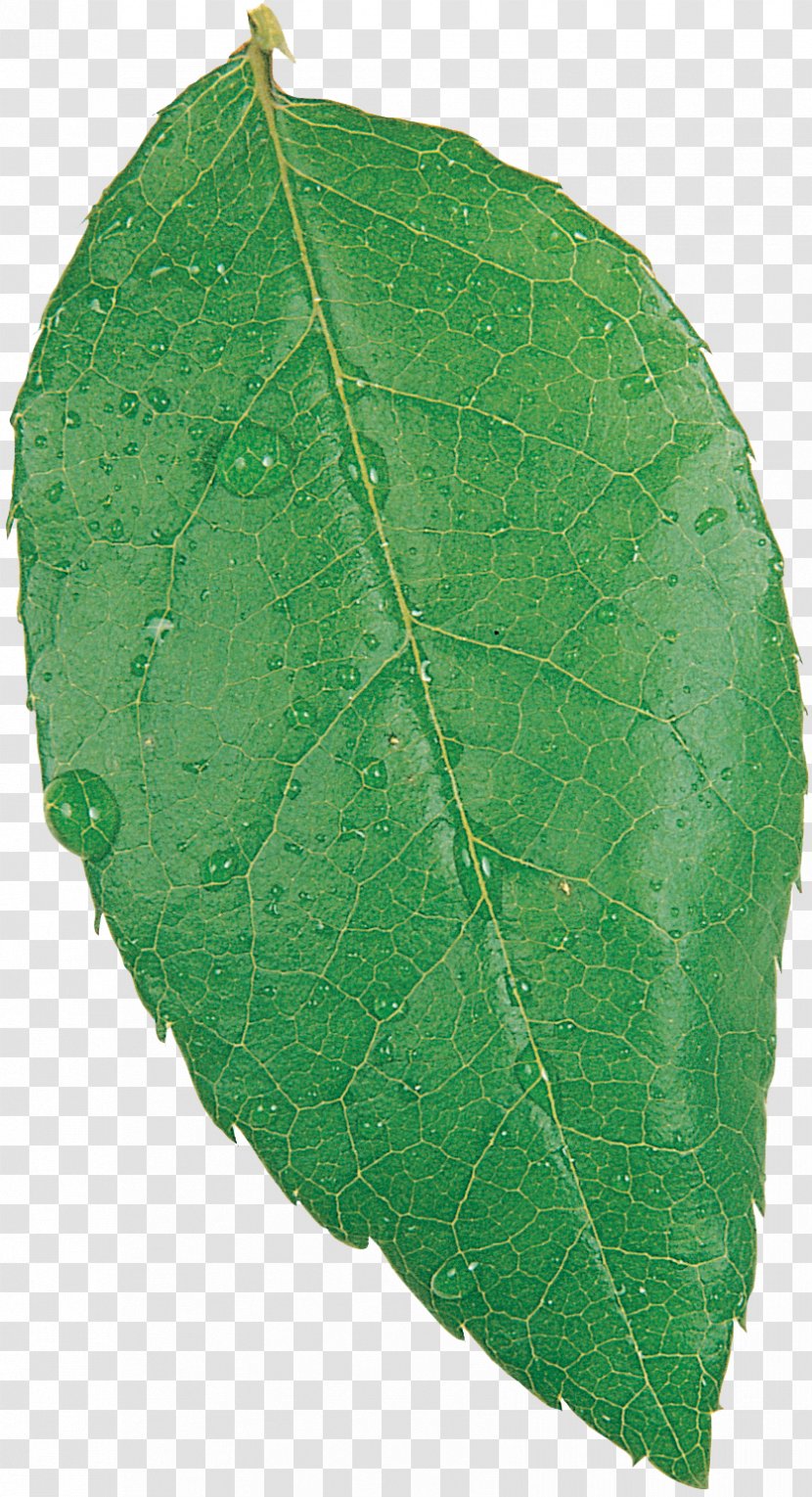 Plant Pathology Leaf - Leaves Transparent PNG