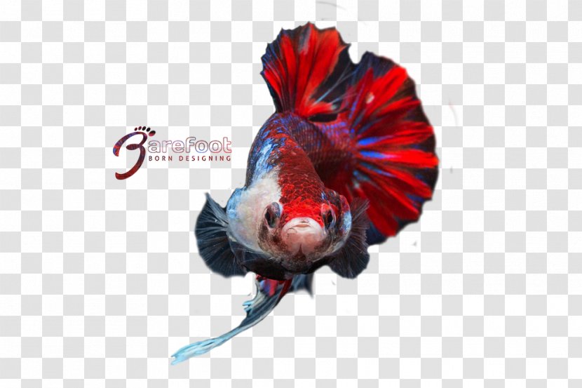 Fish Beak Feather RED.M - Betta Graphic Transparent PNG