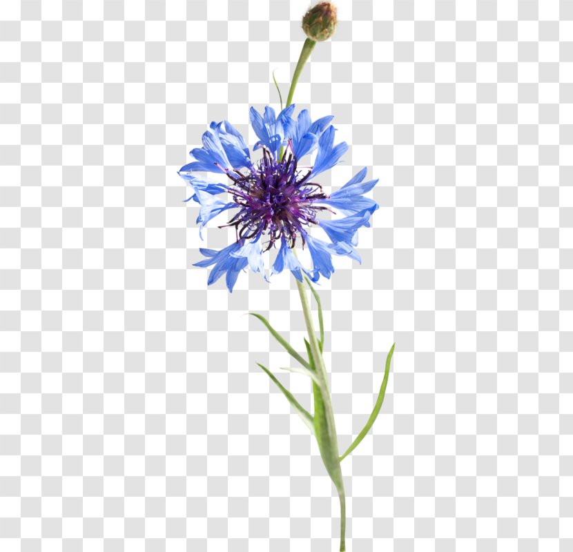 Watercolor: Flowers Watercolor Painting Cornflowers Pintura A La Acuarela - Cornflower Blue Transparent PNG