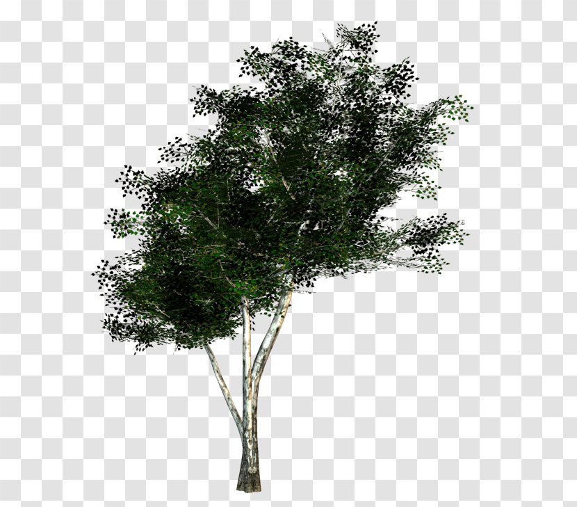 The Rider Tree Twig Woody Plant - Twigs Transparent PNG