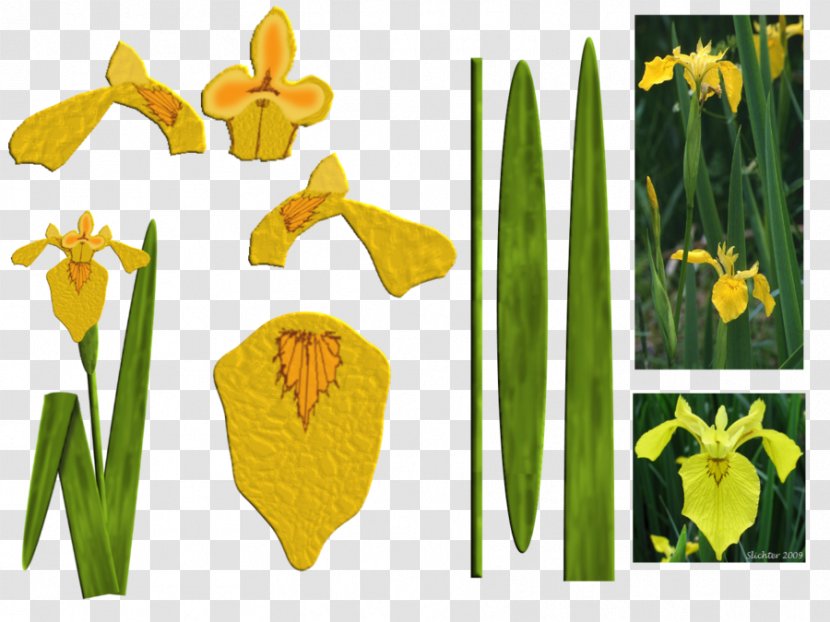 Animation Shop Character Model Sheet Plant - Grass - Aquatic Plants Transparent PNG