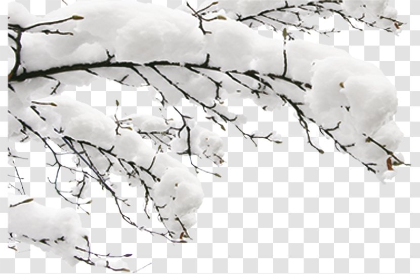 Snow Winter Fundal - Branch - Branches Transparent PNG