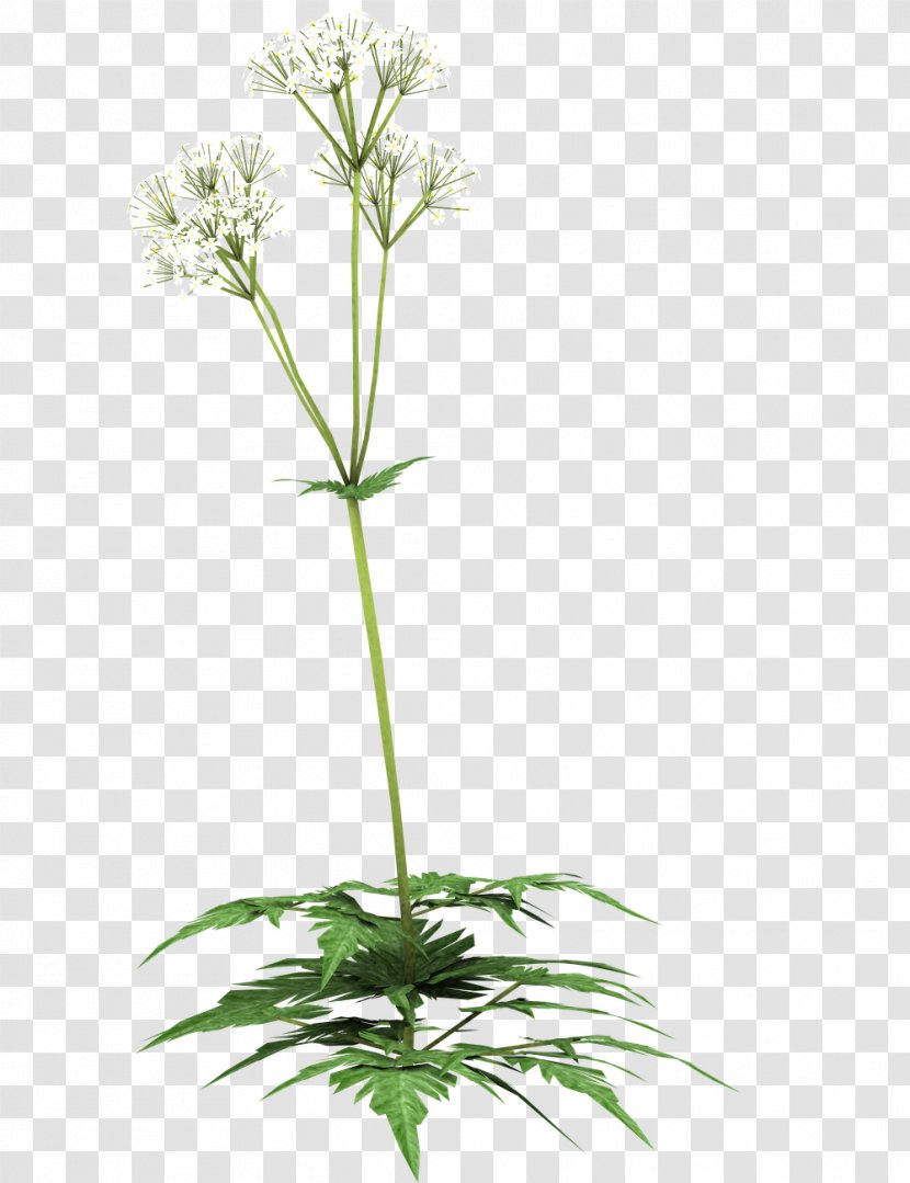 Pesto Cow Parsley Plant Herb - Flowerpot Transparent PNG